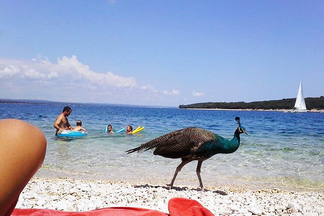 Stop on Island & National Park Day Cruise With Lunch Drinks - Good To Know
