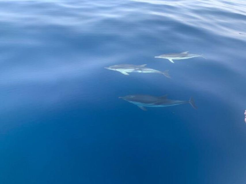 Sunset Tour in Search of Dolphins With Aperitif - Good To Know