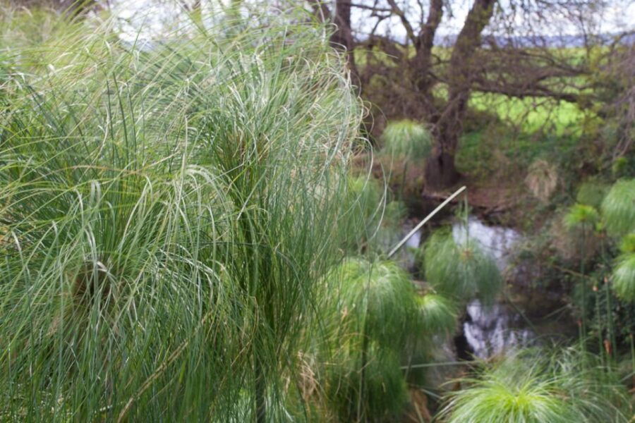 Syracuse: Ciane River Nature Reserve Guided Trek - Highlights