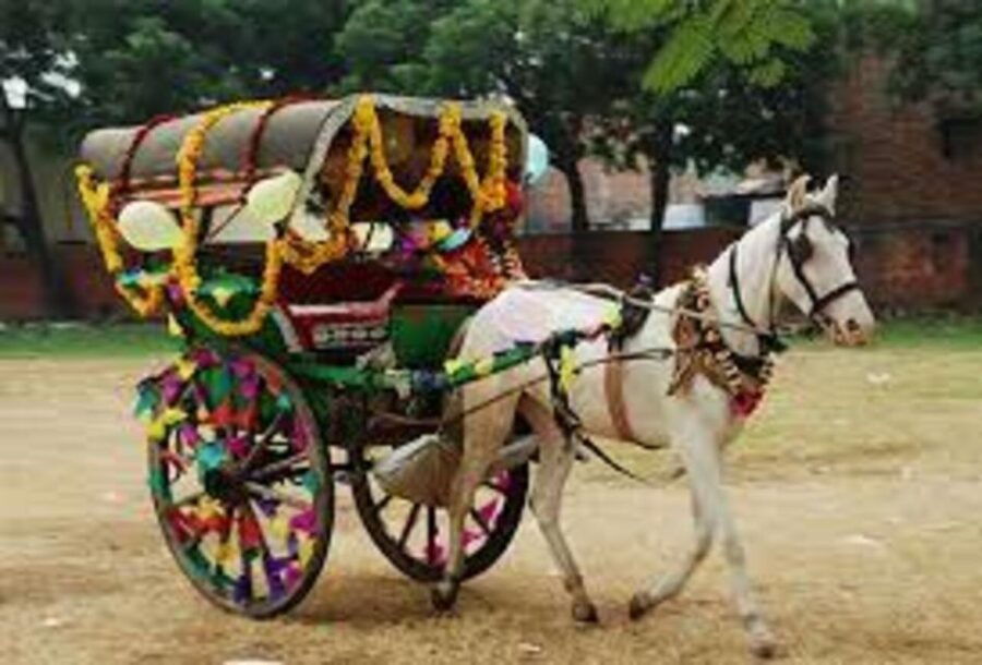 Tajmahal Tour With Tuktuk,Camel & Horse Cart