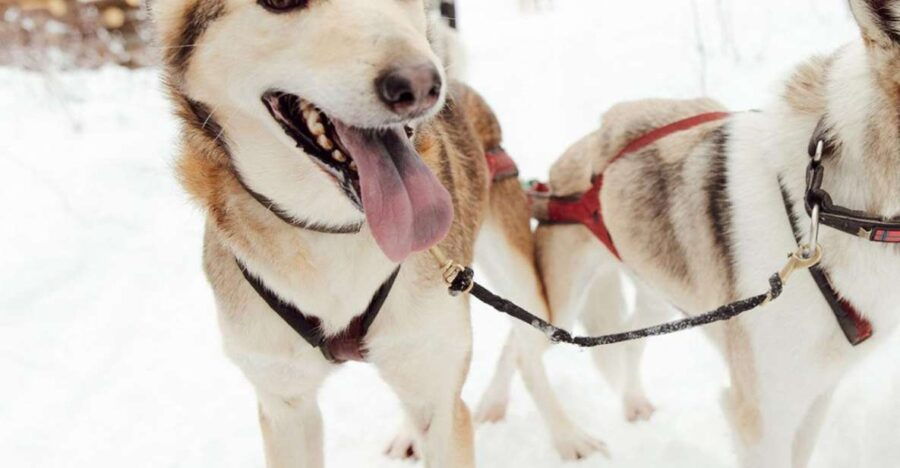 Talkeetna: Alaskan Winter Dog Sledding Experience - Group Size and Language