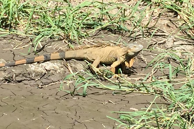 Tamarindo Estuary Boat Ride Tour 2 Hours