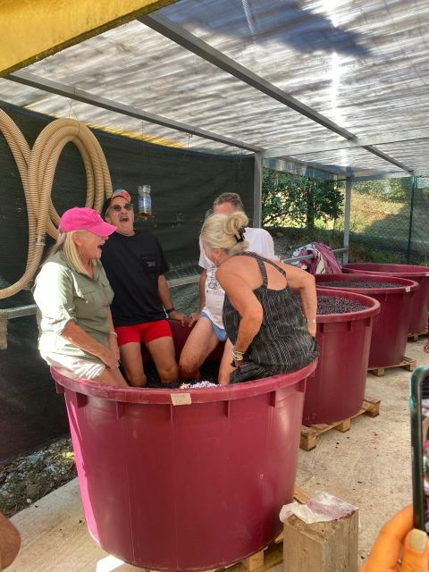Tasting in a Vineyard With Transfer From Lucca - Good To Know