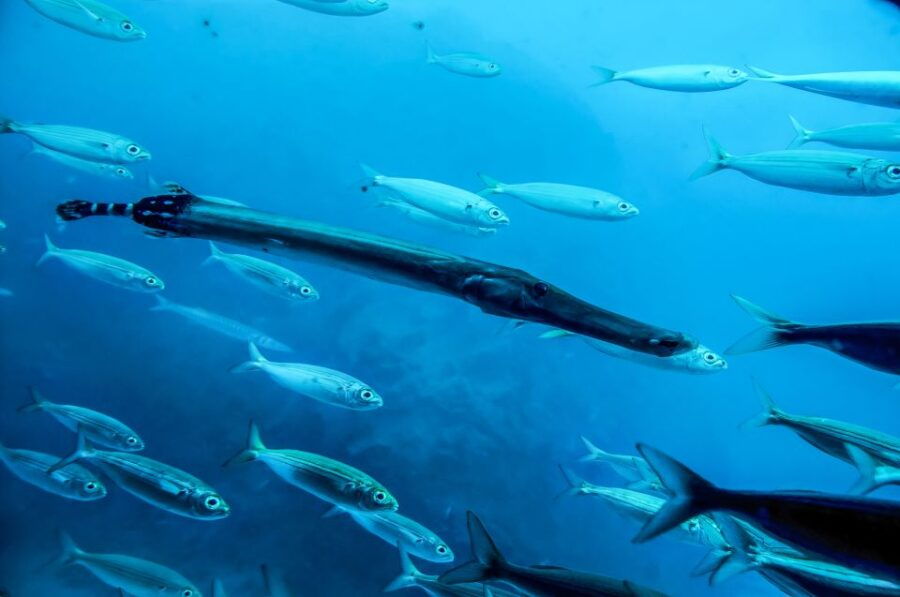 Tenerife Los Gigantes: 50 Minutes Submarine Dive
