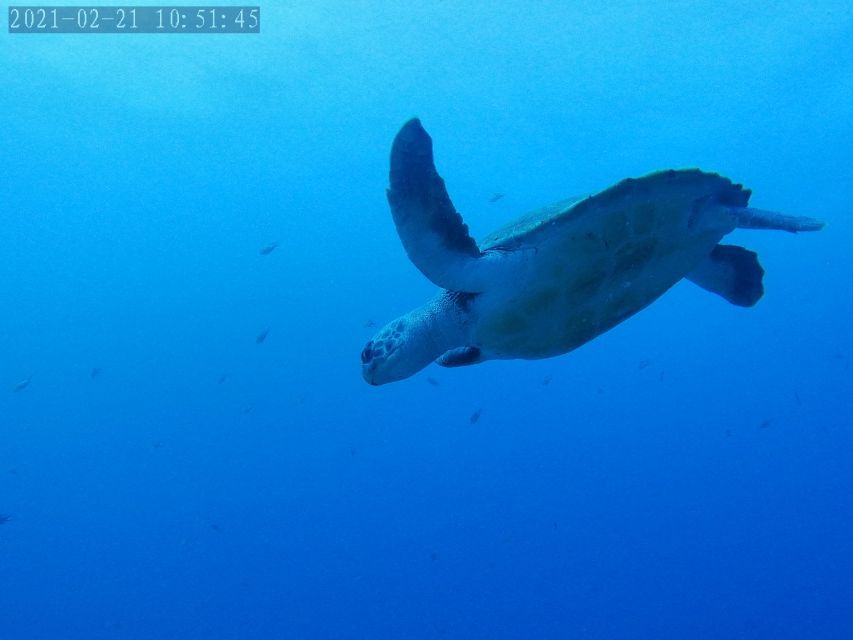 Tenerife: Puerto Colon Certified Scuba Dive by Speed Boat