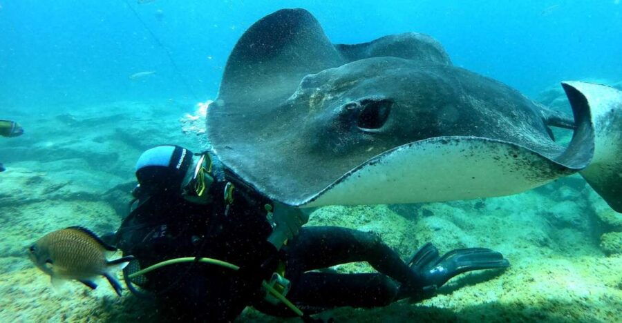 Tenerife: Scuba Diving for Certified Divers in Puerto Colon