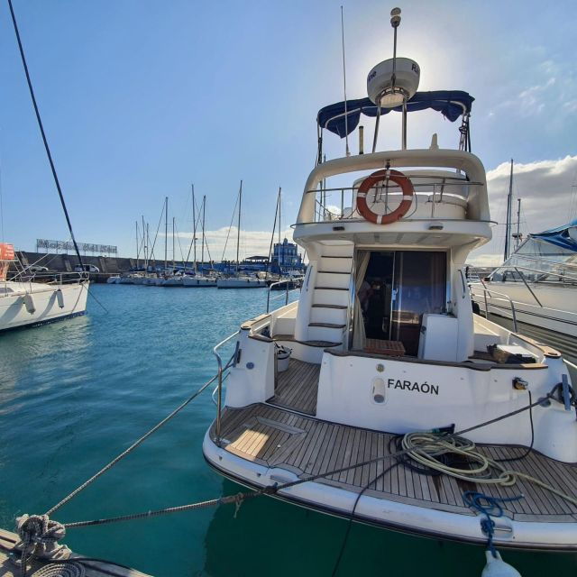 Tenerife South: Safari With Luxury Boat , Animal Encounters