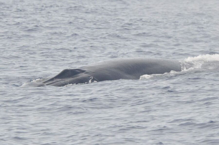 Tenerife: Whale and Dolphin Watching Boat Tour