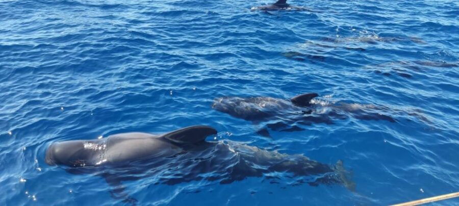 Tenerife: Whale Watching and Snorkeling Yacht Trip