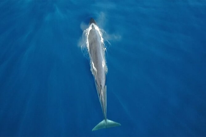 Tenerife Whales and Dolphins Watching Experience in Catamaran
