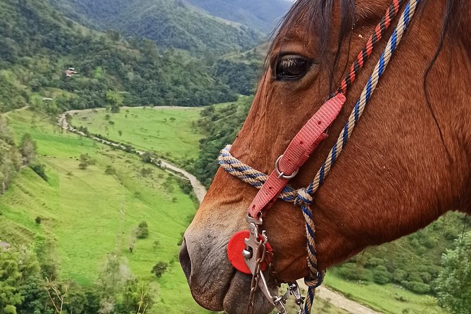 The Acacias Coffe Farm