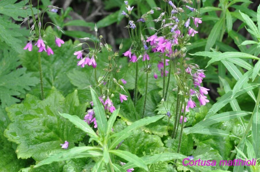 THE BOTANICAL GARDENS OF AOSTA VALLEY - Garden Exploration Options
