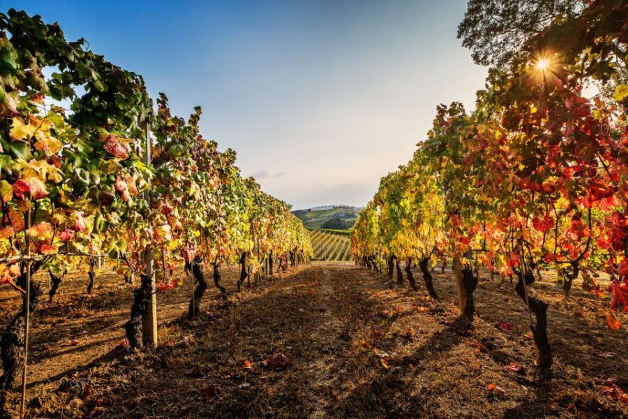 The Dosman: Winetasting in La Morra