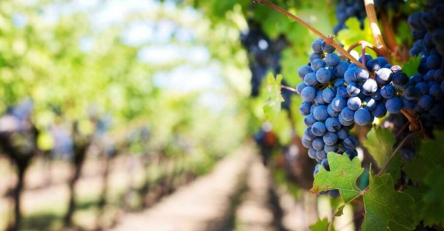 The Treasures of the Nisseno: Oil, Wine, Cheese, and Cuddrireda