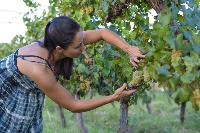The Wine Route From San Juan - Good To Know