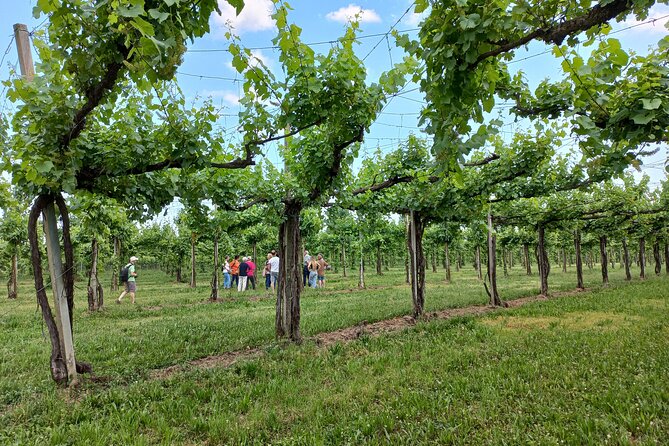 The Wines and Lands of the Piave River From Venice and Treviso - Good To Know