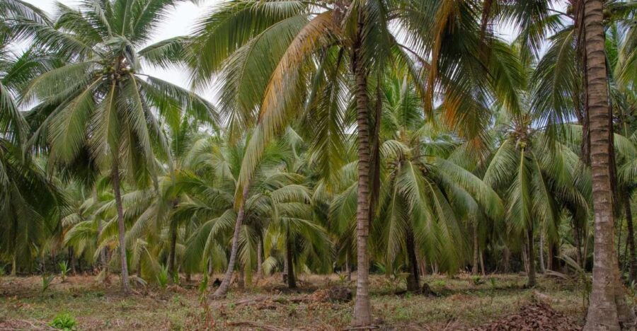 Things to Do Getyourguide - Good To Know