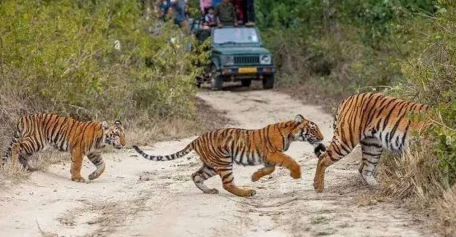 Three Days Jim Corbett National Park Tour - Good To Know