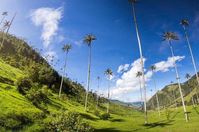 Top of the Condor Tour Cocora Valley