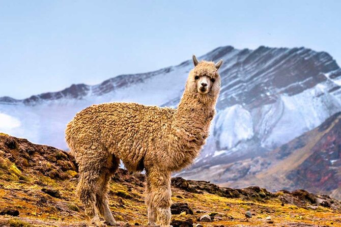 Tour of the Mountain of Colors Vinicunca or Rainbow Mountain - Good To Know