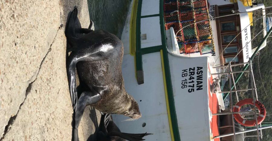 Tours From Cape Town: Penguins & Cape of Good Hope Tours