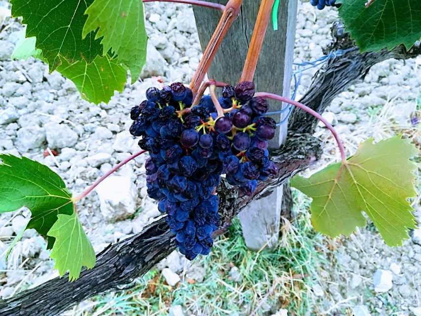 Transfer Florence-Siena With Visit to Chianti and Tasting - Private Group Experience