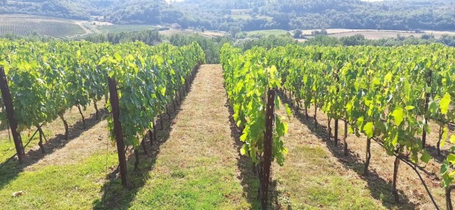 Transfer From Florence to Siena With Stop in San Gimignano