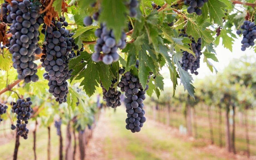 Transfer From Sorrento to Rome Area & Stop at Winery - Main Stop Details