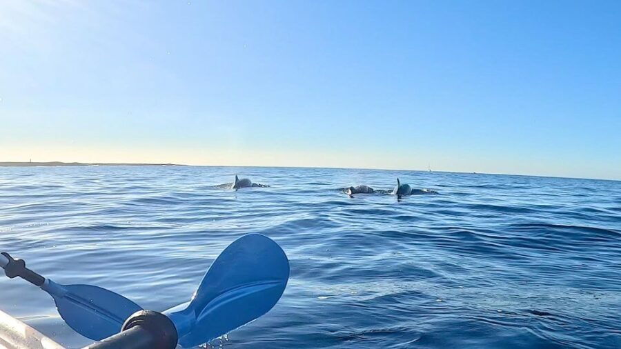 Transparent Kayak Experience in Tenerife South