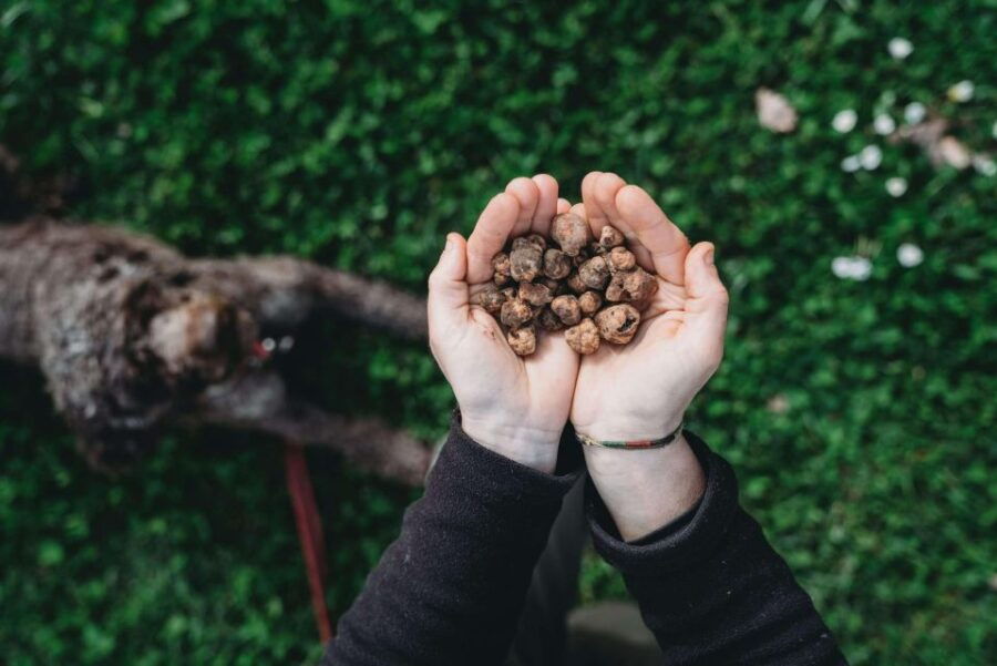 Truffle Hunt in Chianti and Cooking Class With Sunset Dinner