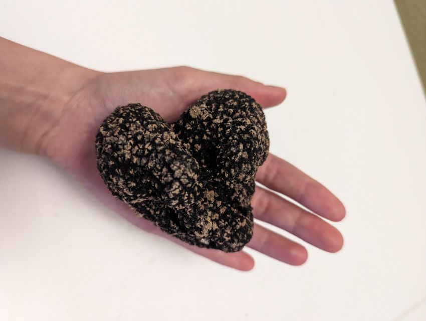 Truffle Hunting Experience Near Parma With Our Dogs - Highlights of the Truffle Hunt