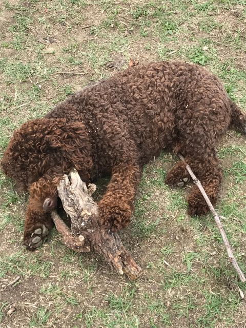 Truffle Quest & Discover Pisa – Excursion From Livorno