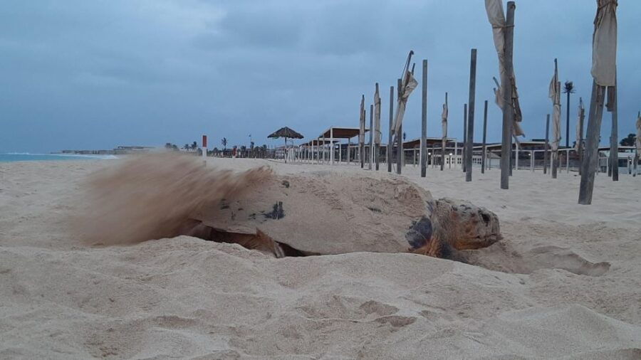 Turtle Watching Experience