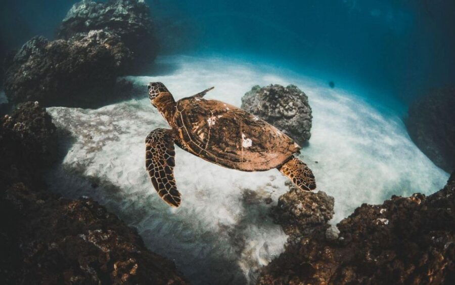 Two Stop Deluxe Molokini Snorkel