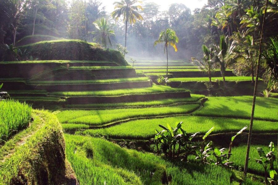 Ubud Monkey Forest, Waterfall, Temple and Rice Terrace Tour - Experience Inclusions