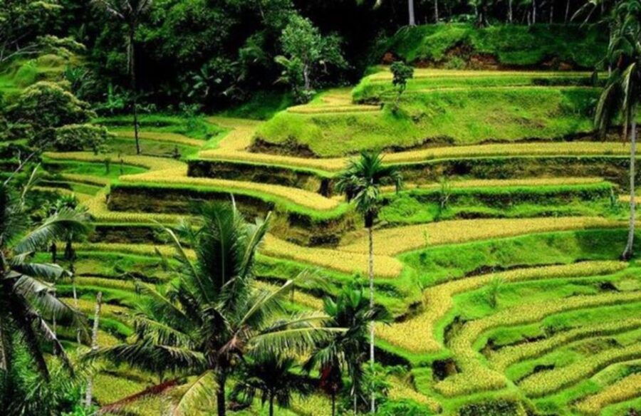Ubud: Waterfalls,Rice Terrace & Monkey Forest Private Tours - Tour Details