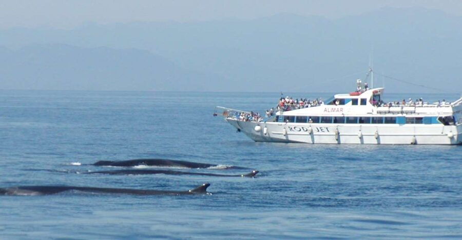 Varazze: Pelagos Sanctuary Guided Cetacean Watching Tour - Good To Know