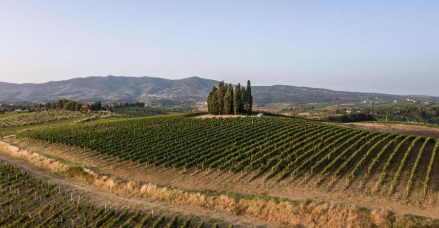 Vinci: Wine-Experience Among the Tuscan Hills