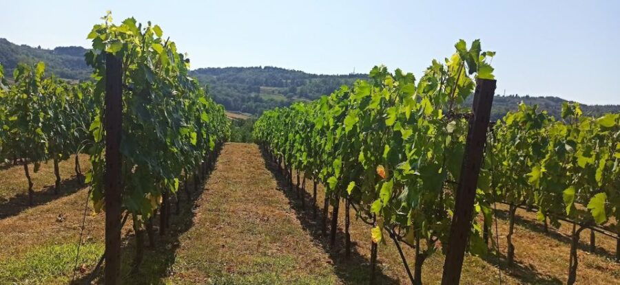 Visit Pisa & Lucca With Lunch in a Family-Run Winery - Tour Details