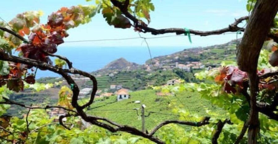 Visiting Local Vineyard With Wine Tasting & Lunch Included - Itinerary