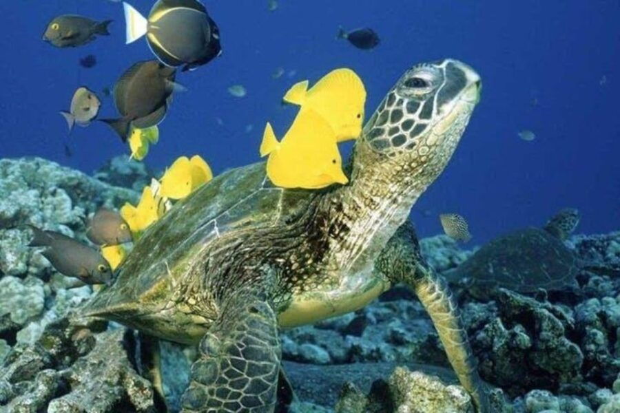 Waikiki: Sea Turtle Snorkeling Tour - Booking Information