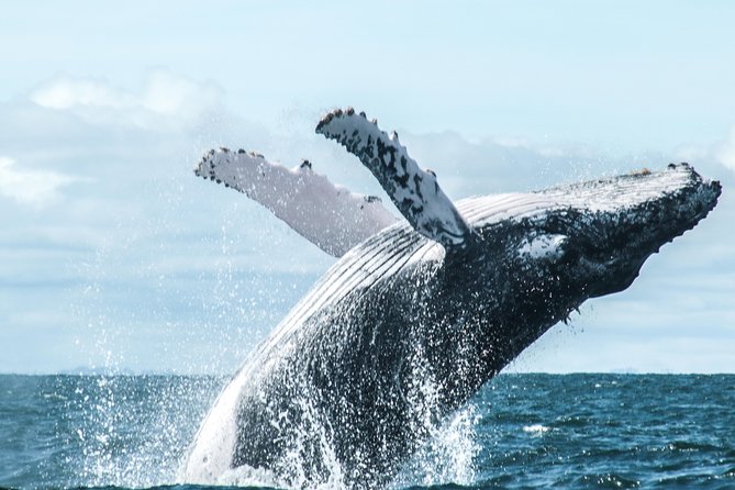 Whale Watching in Choco - Good To Know