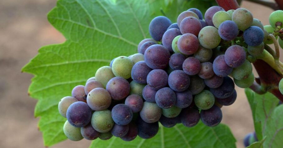 Wine Tasting Day Tour Sula Vineyards Nashik From Mumbai