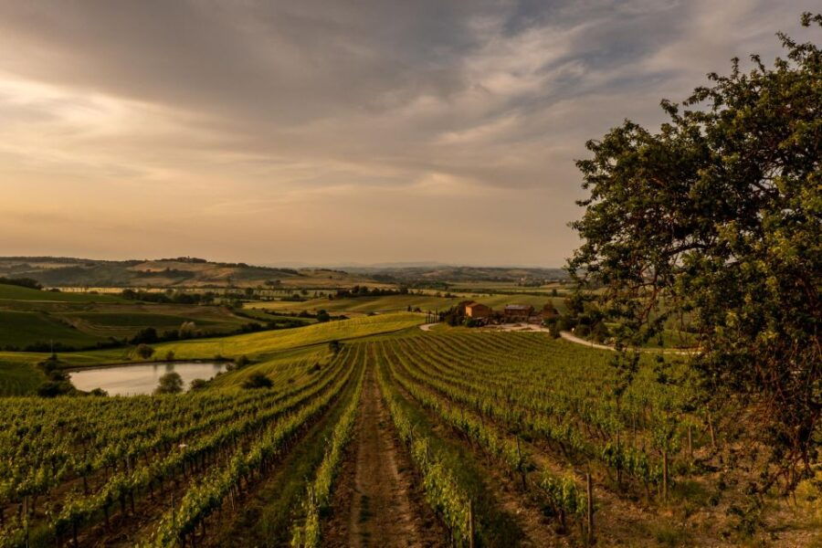 Wine Tasting of Brunello in a Historic Cellar - Language and Group Size