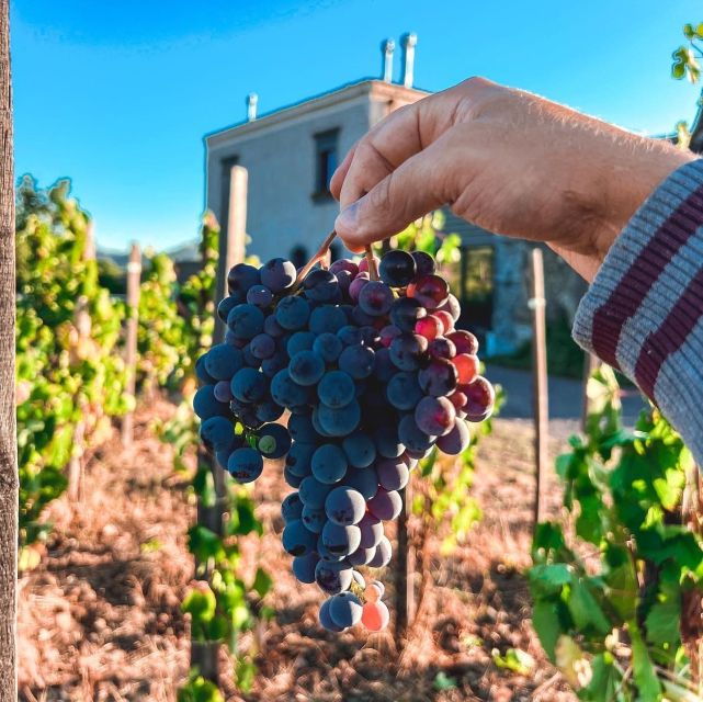 Wine Tour With Wine Tasting