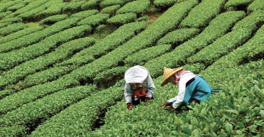 Yangshuo: Tea Plantation and Xianggong Hill Half-Day Tour - Good To Know