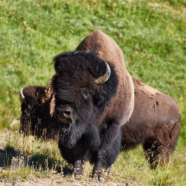 Yellowstone: Bespoke Photo Tour – Summer