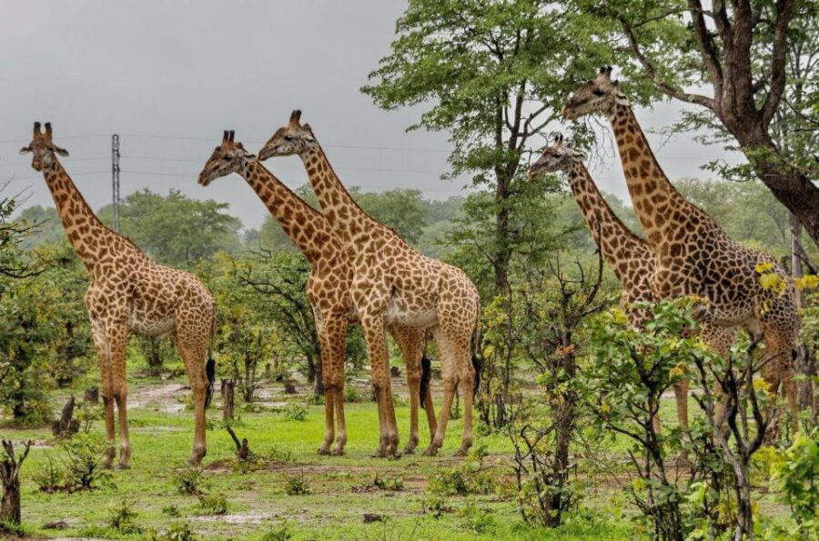 Zululand Tour 3 Days Battlefields, Hluhluwe & Isimangaliso - Tour Highlights