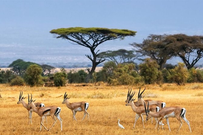 1 Day Classic Amboseli Safari - Itinerary