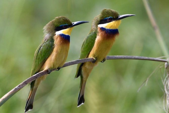 1 Day Mabamba (Shoebill) Bird Watching Tour - Shoebill & Canoe Tour - Good To Know